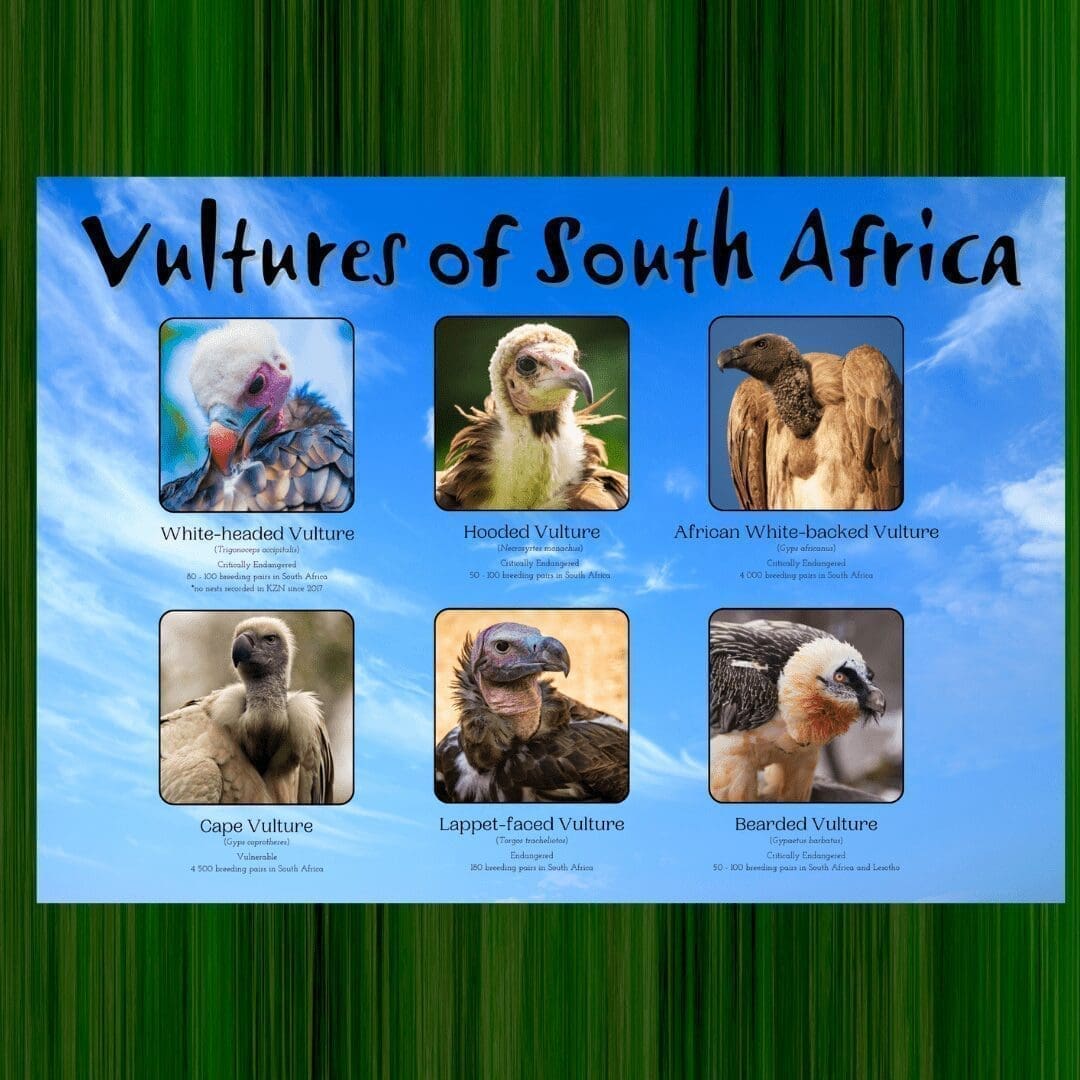 Vulture Poster (A0), glossy finish)