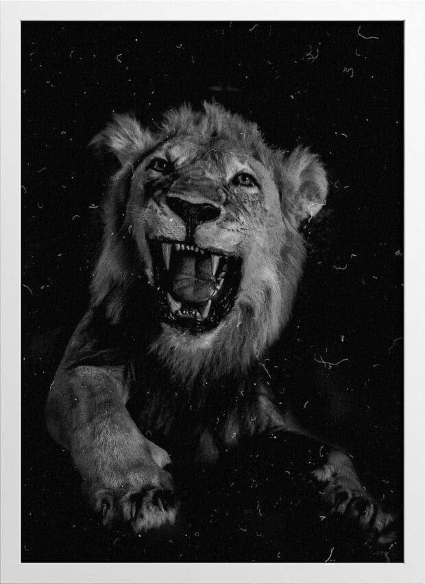 Black and White Filmed Photograph of a Lion at Night