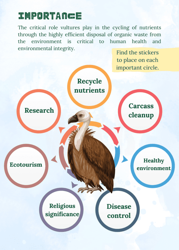 Vulture Awareness Project (Grade R - 3) Conservation Series Book 1 - Image 3