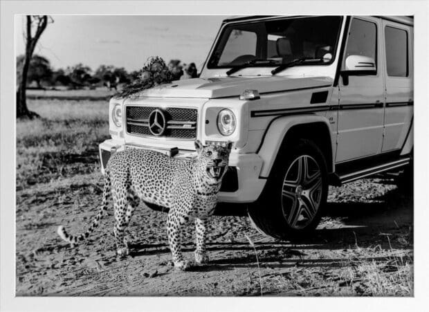 Black and white Leopard | Legacy series