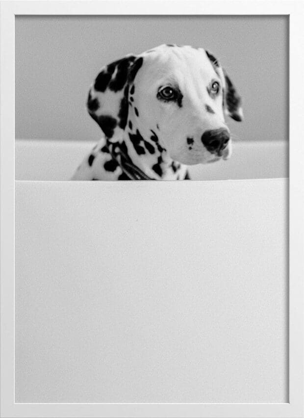 Dalmatian Photograph Poster