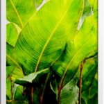 Tropical Banana Leaf Poster